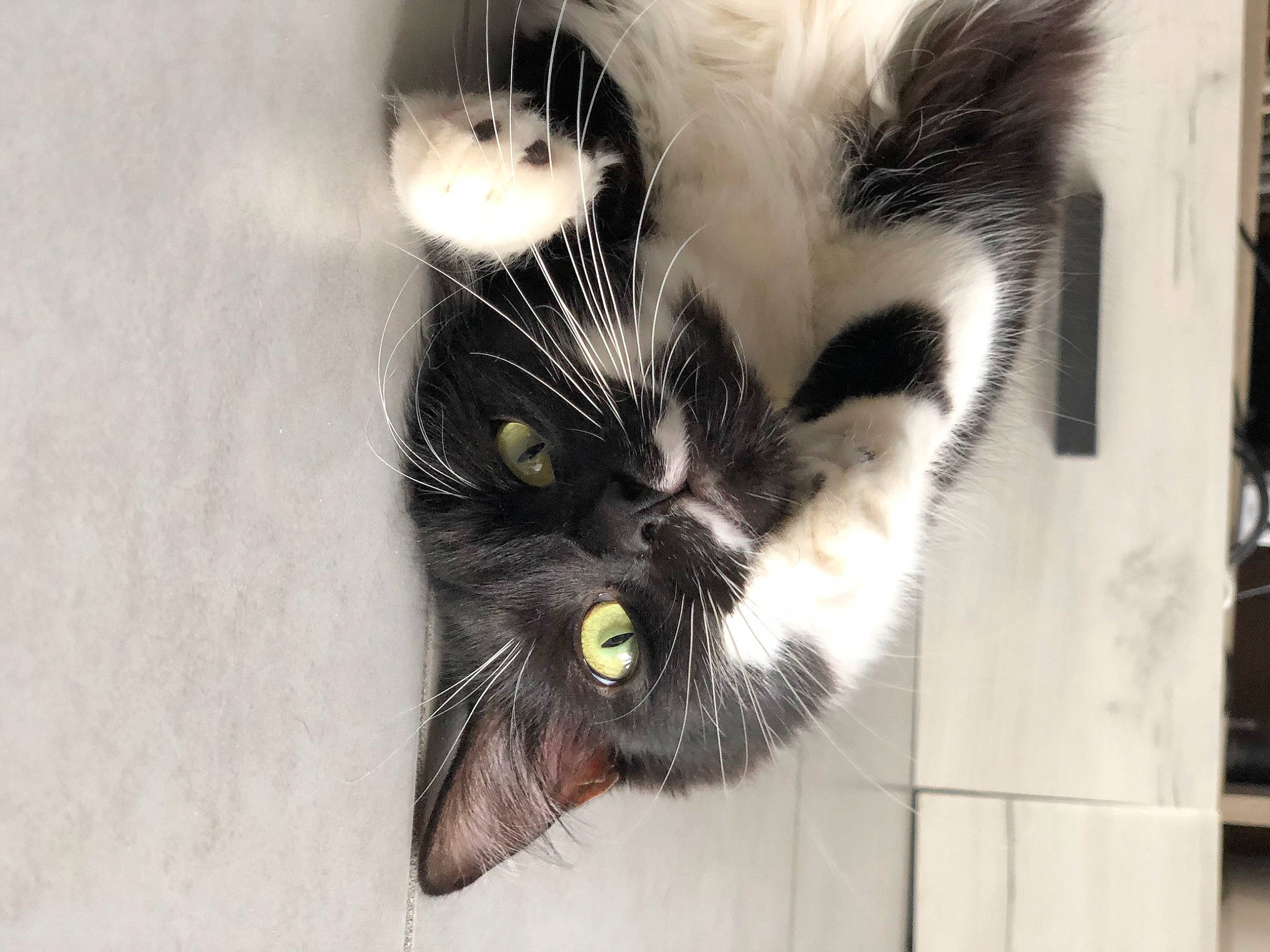 Bulle a rejoint le concours — aidez-le/la à gagner de superbes lots ! art, black_cat, carnivore, cat, claw, domestic_short_haired_cat, fang, felidae, fur, monochrome_photography, moustache, paw, photo_caption, small_to_medium_sized_cats, snout, tail, whiskers, window