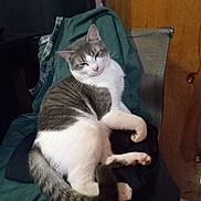 Fred is registered to the contest to win money with this photo: animal, cat, chair, clothing, cute, domestic, ears, feline, fur, gray_and_white, home, indoor, lounging, paw, pet, relaxed, resting, sleepy, tail, whiskers