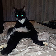 Halsey Jr joined the competition — help win amazing prizes! animal, black_and_white, blanket, cat, cozy, curtains, flash, funny_pose, fur, glowing_eyes, home, indoor, night, paws, pet, relaxed, sitting, star_pattern, water_bowl, whiskers