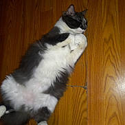 Fuzz Nuts is registered to the contest to win money with this photo: cat, sleeping, black_and_white, feline, fluffy, wooden_floor, pet, animal, domestic, relaxed, laying_down, fur, whiskers, cute, indoor, quiet, resting, paws, cozy, calm