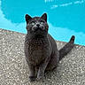 cat, gray_cat, animal, pet, outdoor, poolside, blue_water, curious, sitting, green_eyes, feline, whiskers, tail, fur, concrete, texture, daylight, nature, cute, alert