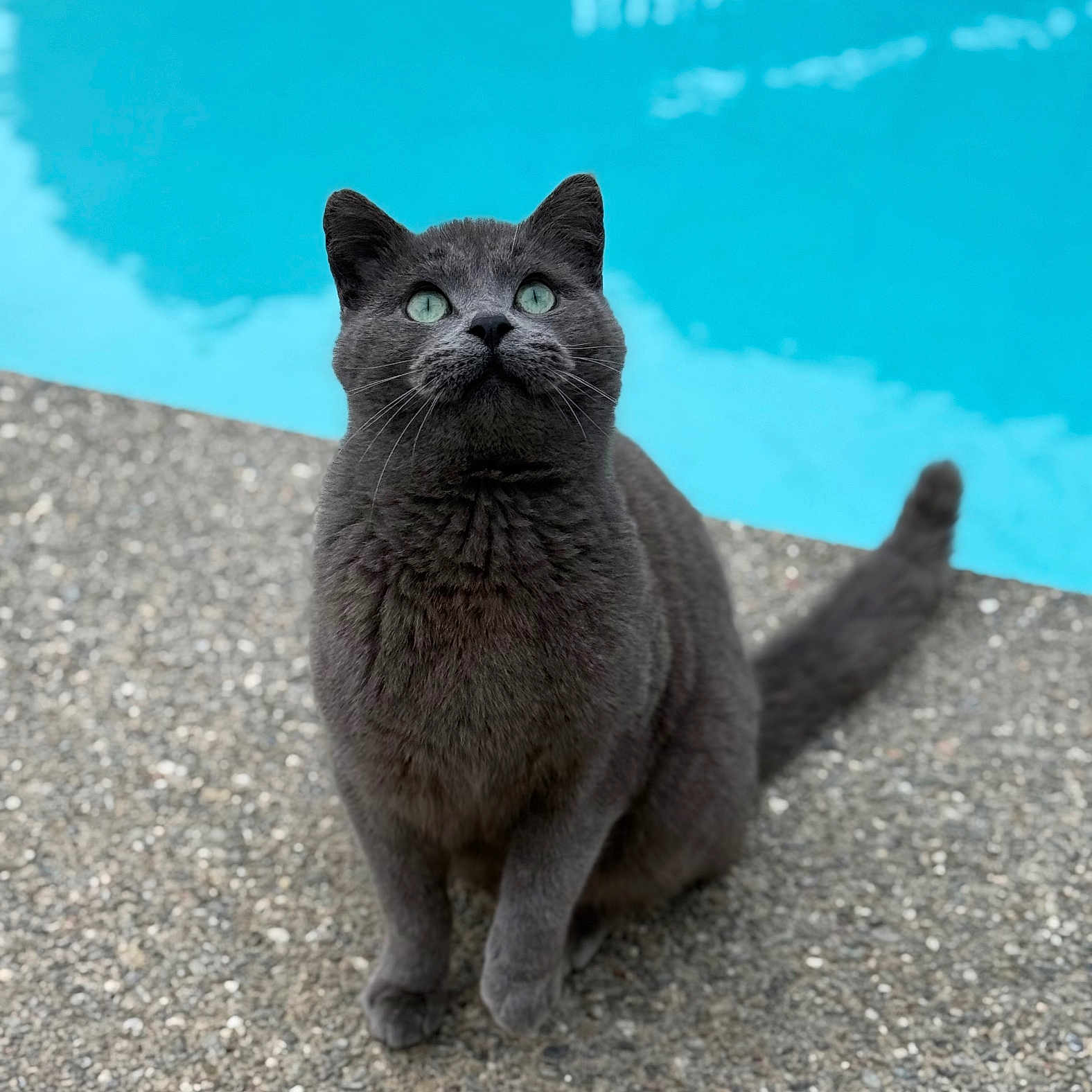Uno joined the competition — help win amazing prizes! cat, gray_cat, animal, pet, outdoor, poolside, blue_water, curious, sitting, green_eyes, feline, whiskers, tail, fur, concrete, texture, daylight, nature, cute, alert