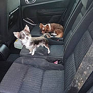 Pequito participe au concours pour gagner de l'argent avec cette photo : chihuahua, dog, car_interior, backseat, pet, small_dog, resting, alert, animal, fur, ears, seat, window, door, leather, fabric, vehicle, domestic_animal, companion, cute