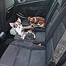 chihuahua, dog, car_interior, backseat, pet, small_dog, resting, alert, animal, fur, ears, seat, window, door, leather, fabric, vehicle, domestic_animal, companion, cute