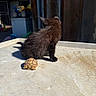 Panther joined the competition — help win amazing prizes! animal, back_view, black_cat, companion, concrete, cute, daylight, fur, kitten, nature, outdoor, pet, shadow, shell, small, still_life, sunlight, texture, tortoise, young_animal
