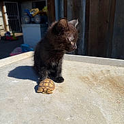 Panther is registered to the contest to win money with this photo: animal, background, black_kitten, companion, curious, cute, furry, nature, outdoor, pet, shadow, side_view, small, sunlight, table_surface, texture, tortoise, toy, wood, young