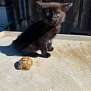 Panther joined the competition — help win amazing prizes! black_kitten, kitten, tortoise, small_turtle, sunlight, outdoor, concrete_surface, curious_eyes, animal_pair, pet, feline, reptile, shadow, wooden_background, closeup, young_animal, cute, nature, daylight, texture