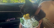 Panther joined the competition — help win amazing prizes! animal, black_cat, car_interior, casual_clothing, cup, cute, dog_treats, food, greenery, hand, indoor, kitten, person, pet, ripped_jeans, seat, summer, sunlight, whipped_cream, window