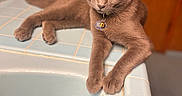 Cruzito is registered to the contest to win money with this photo: cat, gray_cat, pet, indoor, sink, tile, paws, lounging, relaxed, fur, animal, domestic_cat, portrait, wooden_background, closeup, feline, resting, collar, tag, household