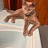 animal, cat, closeup, collar, domestic_cat, feline, fur, gray_cat, household, indoor, lounging, paws, pet, portrait, relaxed, resting, sink, tag, tile, wooden_background