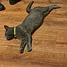 Cruzito is registered to the contest to win money with this photo: cat, gray_cat, pet, floor, wooden_floor, collar, sleeping, relaxed, indoor, shoes, black_shoes, animal, feline, resting, domestic_cat, fur, whiskers, paw, tail, quiet