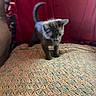 Cruzito joined the competition — help win amazing prizes! kitten, cat, gray_cat, quilt, blanket, red_blanket, pet, indoor, feline, curious, small_animal, young_cat, texture, fabric, couch, home, cozy, tail_up, animal, cute
