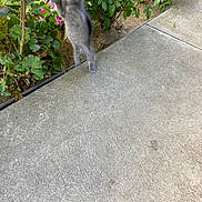 Cruzito is registered to the contest to win money with this photo: kitten, gray_cat, jumping, motion_blur, sidewalk, garden, plants, flowers, greenery, outdoor, concrete, nature, pet, animal, young_cat, playful, cute, small, feline, pavement