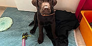 Choko a rejoint le concours — aidez-le/la à gagner de superbes lots ! puppy, dog, chocolate_lab, pet, indoor, mat, toy, blanket, floor, collar, curious, brown_fur, cute, young, animal, domestic, looking_at_camera, playful, resting, home