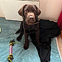 puppy, dog, chocolate_lab, pet, indoor, mat, toy, blanket, floor, collar, curious, brown_fur, cute, young, animal, domestic, looking_at_camera, playful, resting, home