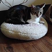 Gracie is registered to the contest to win money with this photo: cat, tabby_cat, pet_bed, fluffy_bed, wooden_floor, indoor, resting, animal, feline, fur, whiskers, ears, curious, cozy, domestic, cute, relaxed, side_view, household, quiet