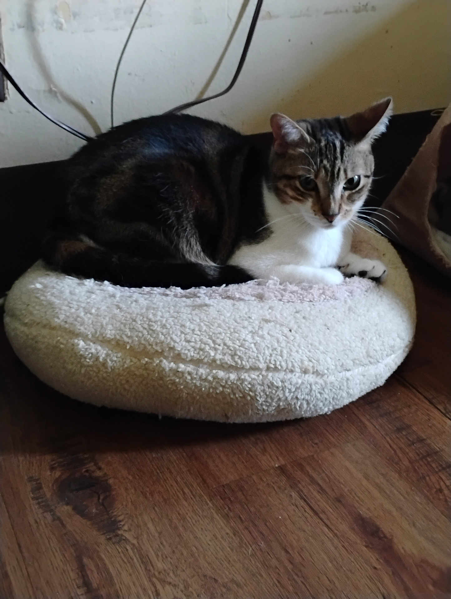 Gracie