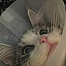 Yuki is registered to the contest to win money with this photo: animal, cat, close_up, cone, cone_of_shame, curious, cute, domestic_animal, ears, eyes, face, feline, fur, indoor, looking_up, pet, pink_nose, portrait, soft_light, whiskers