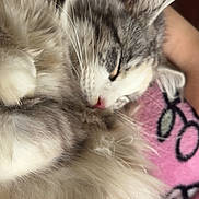 Yuki is registered to the contest to win money with this photo: cat, sleeping, fluffy, gray, white, fur, pet, closeup, cozy, blanket, indoor, relaxed, cute, whiskers, ear, paw, resting, animal, domestic, soft