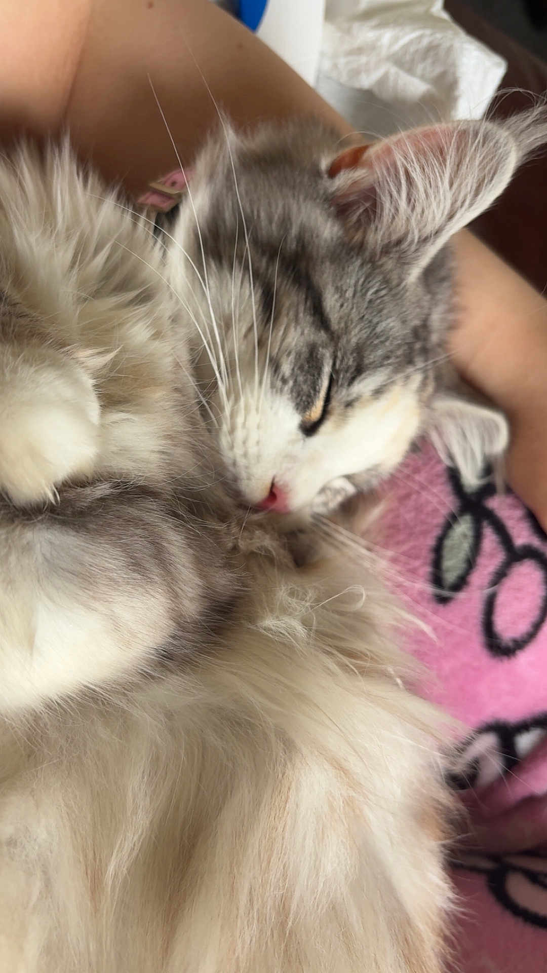 Yuki is registered to the contest to win money with this photo: cat, sleeping, fluffy, gray, white, fur, pet, closeup, cozy, blanket, indoor, relaxed, cute, whiskers, ear, paw, resting, animal, domestic, soft