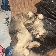 Yuki joined the competition — help win amazing prizes! animal, blanket, cat, comfort, cozy, cushion, cute, domestic, feline, fluffy, fur, indoor, nap, paw, pet, relaxed, resting, sleeping, soft, tail