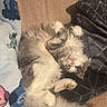 animal, blanket, cat, comfort, cozy, cushion, cute, domestic, feline, fluffy, fur, indoor, nap, paw, pet, relaxed, resting, sleeping, soft, tail