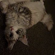 Yuki is registered to the contest to win money with this photo: animal, carpet, cat, curious, cute, dim_lighting, domestic, ears, feline, fluffy, fur, indoor, lying_down, pet, portrait, relaxed, soft, tail, upside_down, whiskers