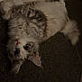 animal, carpet, cat, curious, cute, dim_lighting, domestic, ears, feline, fluffy, fur, indoor, lying_down, pet, portrait, relaxed, soft, tail, upside_down, whiskers