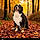Bruno