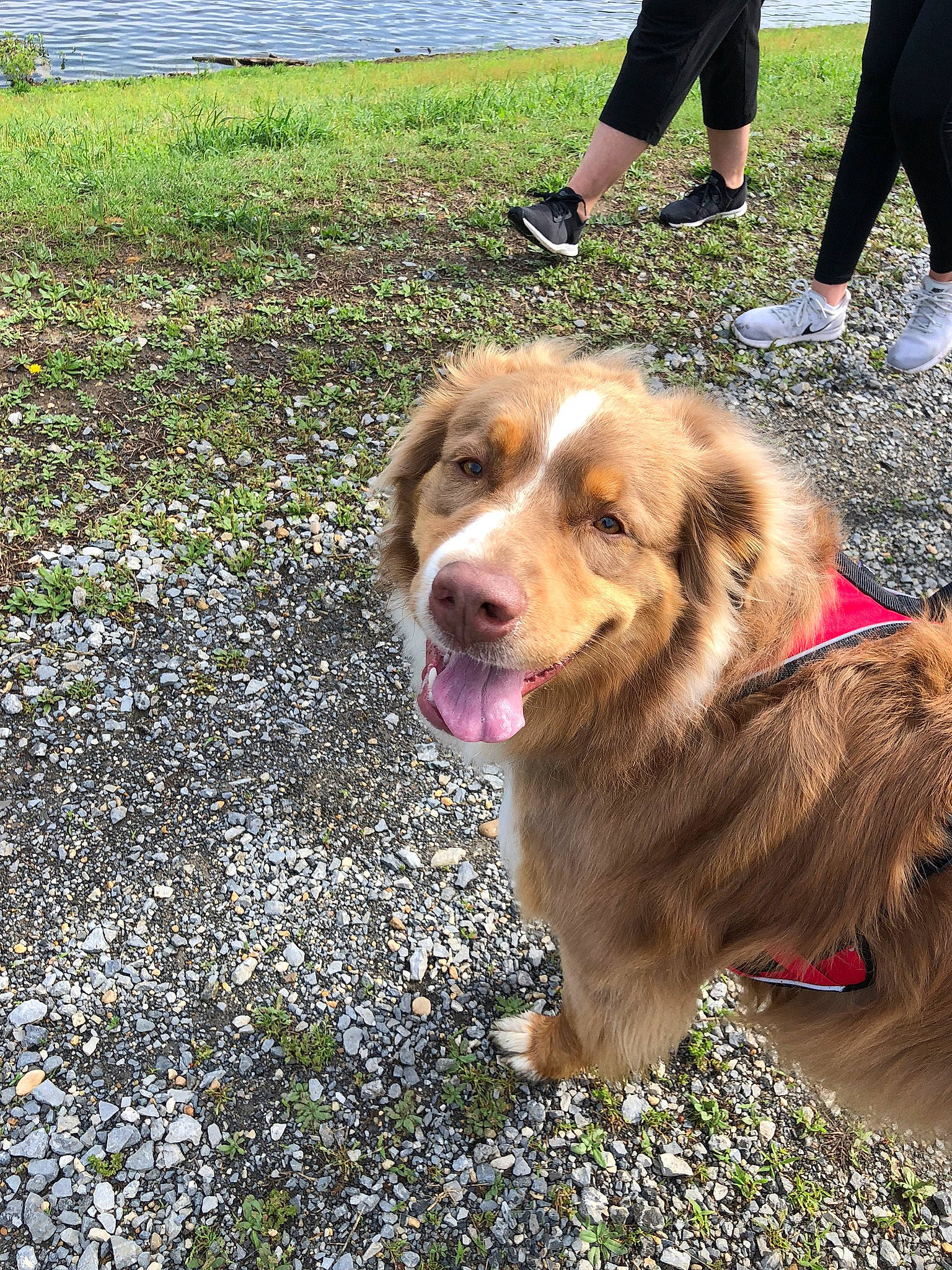 Rowdy is registered to the contest to win money with this photo: canidae, carnivore, companion_dog, dog, dog_breed, golden_retriever, mammal, nova_scotia_duck_tolling_retriever, rare_breed_dog, retriever, sporting_group, vertebrate, working_dog