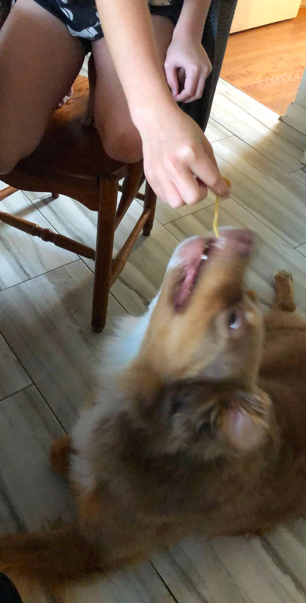 Rowdy joined the competition — help win amazing prizes! canidae, carnivore, companion_dog, dog, dog_breed, fawn, non_sporting_group, pomeranian, spitz, sporting_group, toy_dog