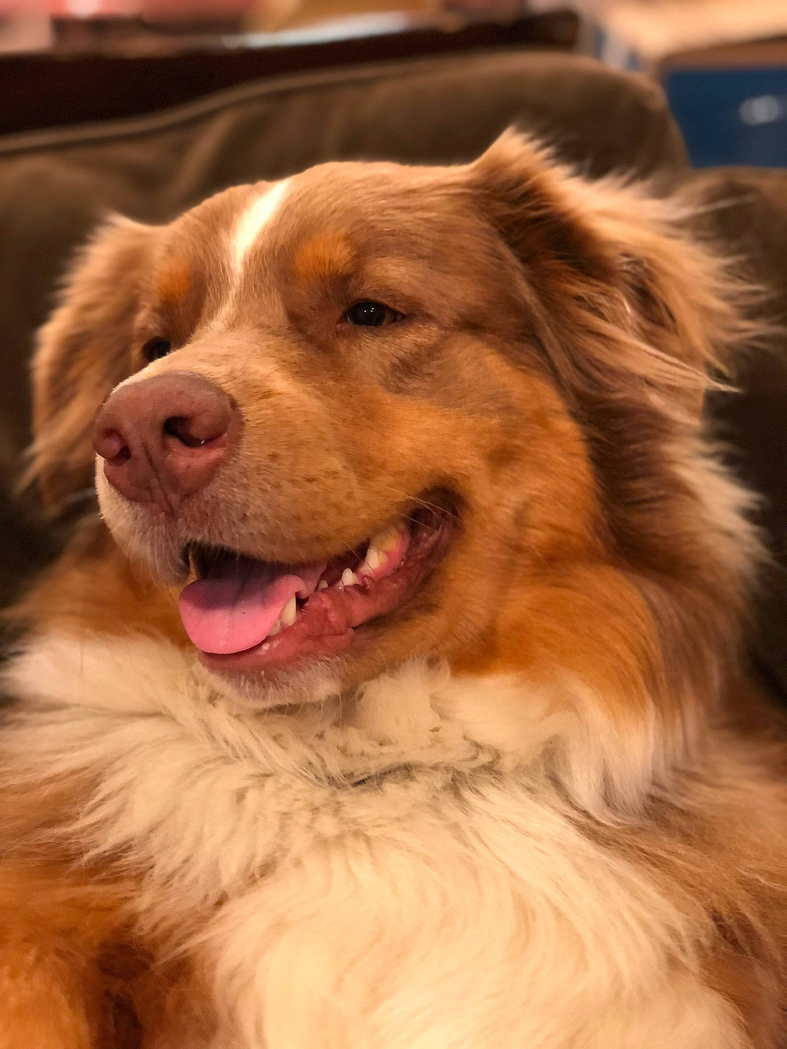 Rowdy is registered to the contest to win money with this photo: aidi, ancient_dog_breeds, australian_collie, australian_shepherd, basque_shepherd_dog, canidae, carnivore, companion_dog, dog, dog_breed, fur, mammal, nova_scotia_duck_tolling_retriever, rare_breed_dog, scotch_collie, snout, sporting_group, vertebrate, whiskers, working_dog