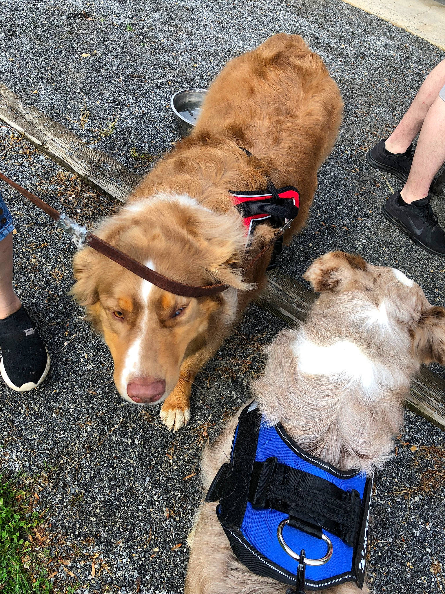 Rowdy joined the competition — help win amazing prizes! adventure, canidae, carnivore, companion_dog, dog, dog_breed, footwear, golden_retriever, leash, nova_scotia_duck_tolling_retriever, retriever, shoe, sporting_group