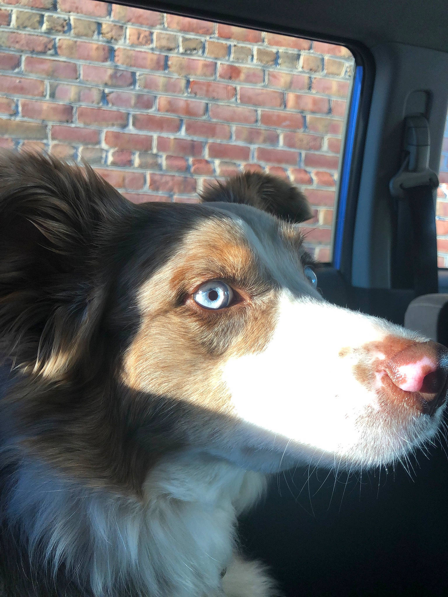 Lulu joined the competition — help win amazing prizes! australian_collie, australian_shepherd, border_collie, canidae, carnivore, collie, companion_dog, dog, dog_breed, english_shepherd, herding_dog, mammal, nose, rough_collie, scotch_collie, shetland_sheepdog, snout, vertebrate, welsh_sheepdog, working_dog