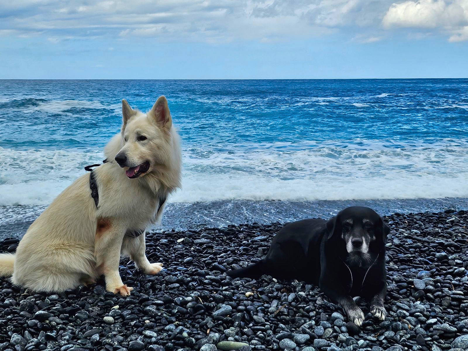 Laska Et Junior a rejoint le concours — aidez-le/la à gagner de superbes lots ! ancient_dog_breeds, beach, canidae, carnivore, cloud, companion_dog, dog, dog_breed, electric_blue, horizon, non_sporting_group, ocean, rock, sky, sporting_group, tail, water, wave, wind_wave, working_dog