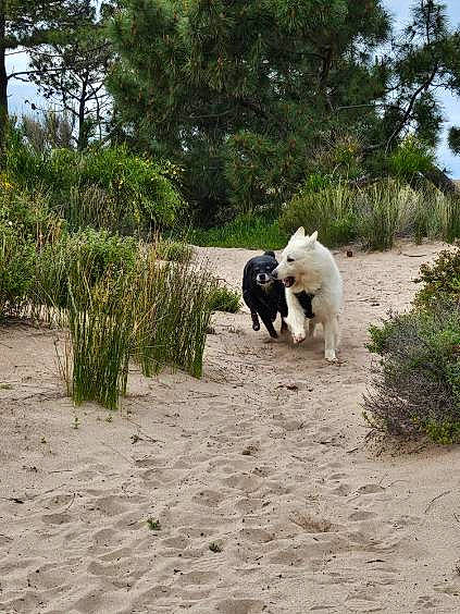 Laska Et Junior a rejoint le concours — aidez-le/la à gagner de superbes lots ! carnivore, companion_dog, dog, dog_breed, fawn, grass, great_pyrenees, herding_dog, landscape, livestock_guardian_dog, plant, shrub, sky, soil, sporting_group, tail, toy_dog, tree, wildlife, working_animal