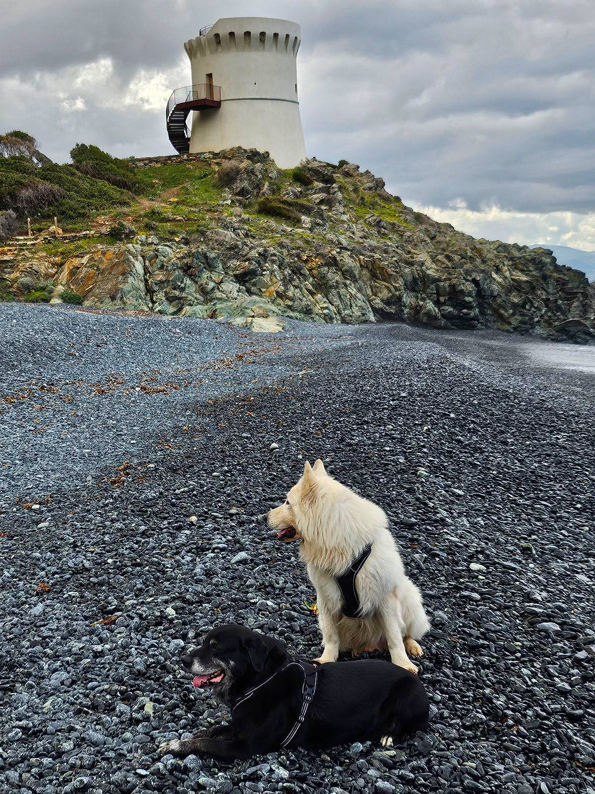 Laska Et Junior participe au concours pour gagner de l'argent avec cette photo : beacon, building, carnivore, cloud, coast, companion_dog, dog, dog_breed, fawn, grass, horizon, landscape, lighthouse, morning, ocean, rock, shore, sky, tail, tower