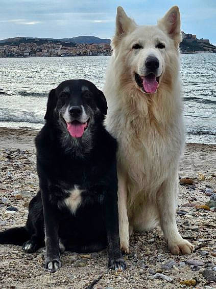 Laska Et Junior participe au concours pour gagner de l'argent avec cette photo : beach, canidae, carnivore, cloud, companion_dog, dog, dog_breed, german_spitz_klein, giant_dog_breed, guard_dog, happy, herding_dog, lake, ocean, polar_ice_cap, sky, sporting_group, water, working_animal, working_dog