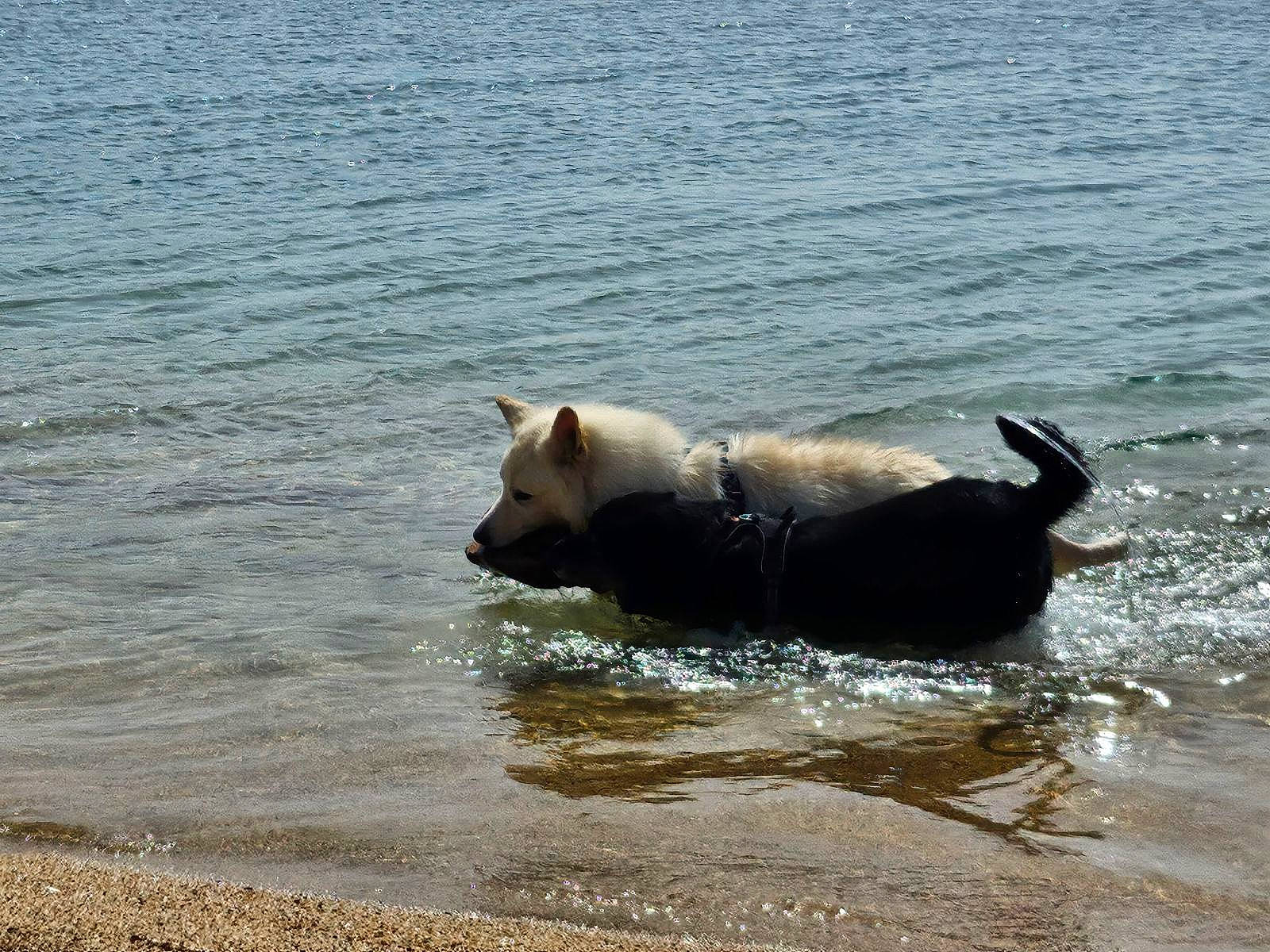 Laska Et Junior participe au concours pour gagner de l'argent avec cette photo : beach, canidae, carnivore, coast, companion_dog, dog, dog_breed, fawn, lake, ocean, snout, sporting_group, tail, vertebrate, water, wave, wildlife, wind_wave, working_animal, working_dog