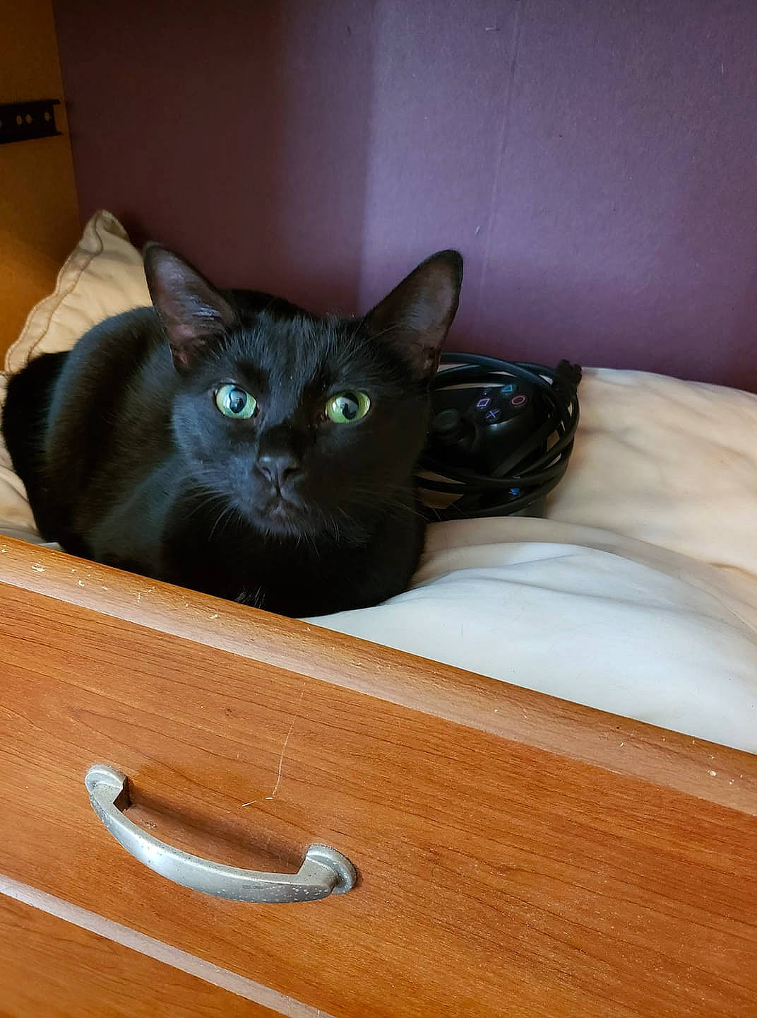 Grizz is registered to the contest to win money with this photo: asian, black_cat, bombay, burmese, carnivore, cat, domestic_short_haired_cat, fawn, felidae, havana_brown, korat, mammal, small_to_medium_sized_cats, tonkinese, whiskers