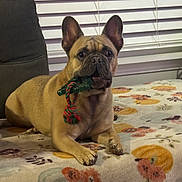 Malcom joined the competition — help win amazing prizes! dog, french_bulldog, toy, rope_toy, blanket, floral_pattern, couch, window_blinds, pet, indoor, animal, canine, laying_down, brown_dog, ears_up, looking_forward, cute, companion, domestic, household