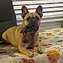 dog, french_bulldog, toy, rope_toy, blanket, floral_pattern, couch, window_blinds, pet, indoor, animal, canine, laying_down, brown_dog, ears_up, looking_forward, cute, companion, domestic, household