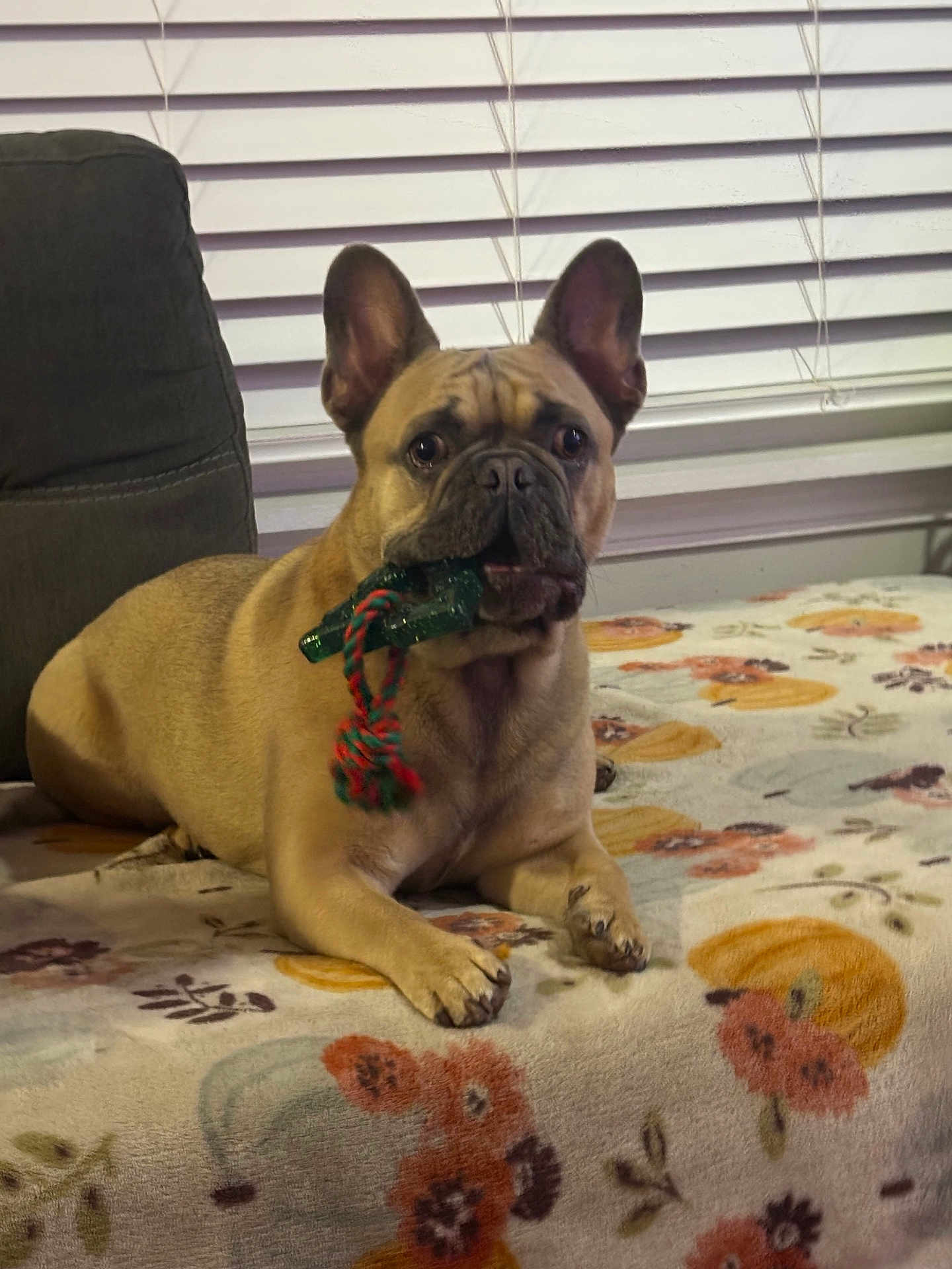 Malcom joined the competition — help win amazing prizes! dog, french_bulldog, toy, rope_toy, blanket, floral_pattern, couch, window_blinds, pet, indoor, animal, canine, laying_down, brown_dog, ears_up, looking_forward, cute, companion, domestic, household