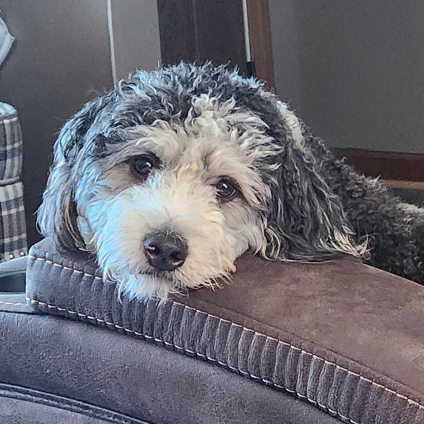 Oliver is registered to the contest to win money with this photo: animal, black, brown, close_up, companion, couch, cozy, curly_fur, dog, face, furniture, head, home, indoor, pet, plush, relaxed, resting, sleepy, white