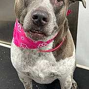 Dutches joined the competition — help win amazing prizes! animal, bandana, brown, canine, companion, cute, dog, ears, expression, friendly, fur, indoor, looking_up, nose, pet, pink, portrait, sitting, spotted, white