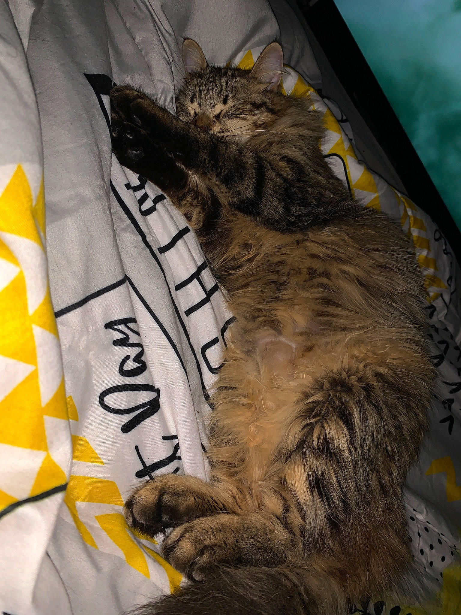 Peste participe au concours pour gagner de l'argent avec cette photo : carnivore, cat, claw, european_shorthair, felidae, fur, maine_coon, norwegian_forest_cat, small_to_medium_sized_cats, tail, whiskers, wild_cat