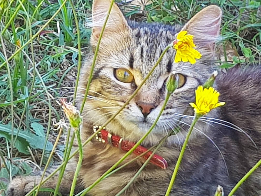 Peste a rejoint le concours — aidez-le/la à gagner de superbes lots ! aegean_cat, asian, carnivore, cat, domestic_short_haired_cat, european_shorthair, fawn, felidae, grass, kitten, pixie_bob, plant, rusty_spotted_cat, small_to_medium_sized_cats, snout, tabby_cat, terrestrial_animal, whiskers, wild_cat, wildlife