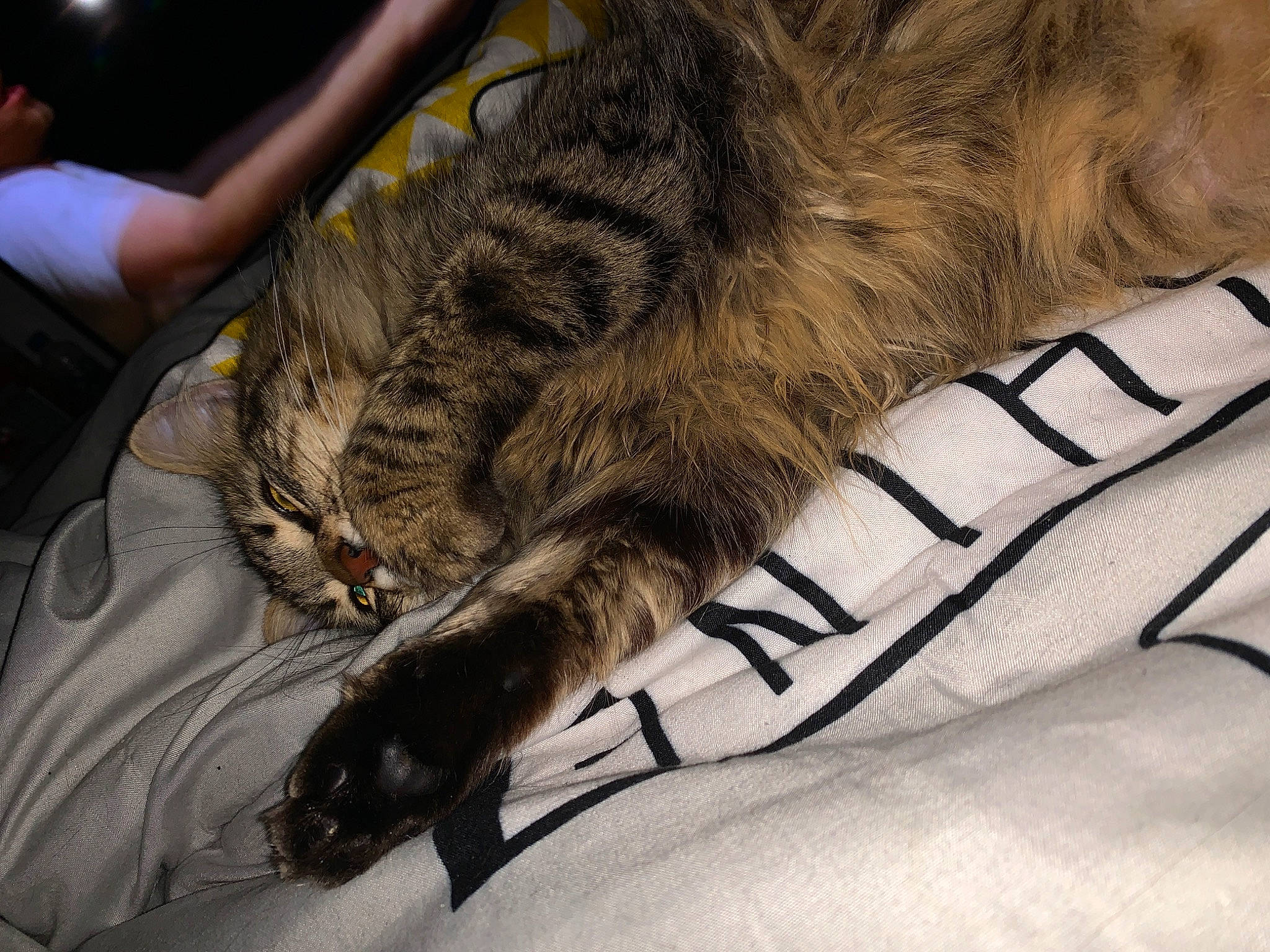 Peste participe au concours pour gagner de l'argent avec cette photo : carnivore, cat, claw, domestic_long_haired_cat, domestic_short_haired_cat, dragon_li, european_shorthair, felidae, fur, hand, kitten, leg, nap, norwegian_forest_cat, pixie_bob, sleep, small_to_medium_sized_cats, snout, tabby_cat, whiskers