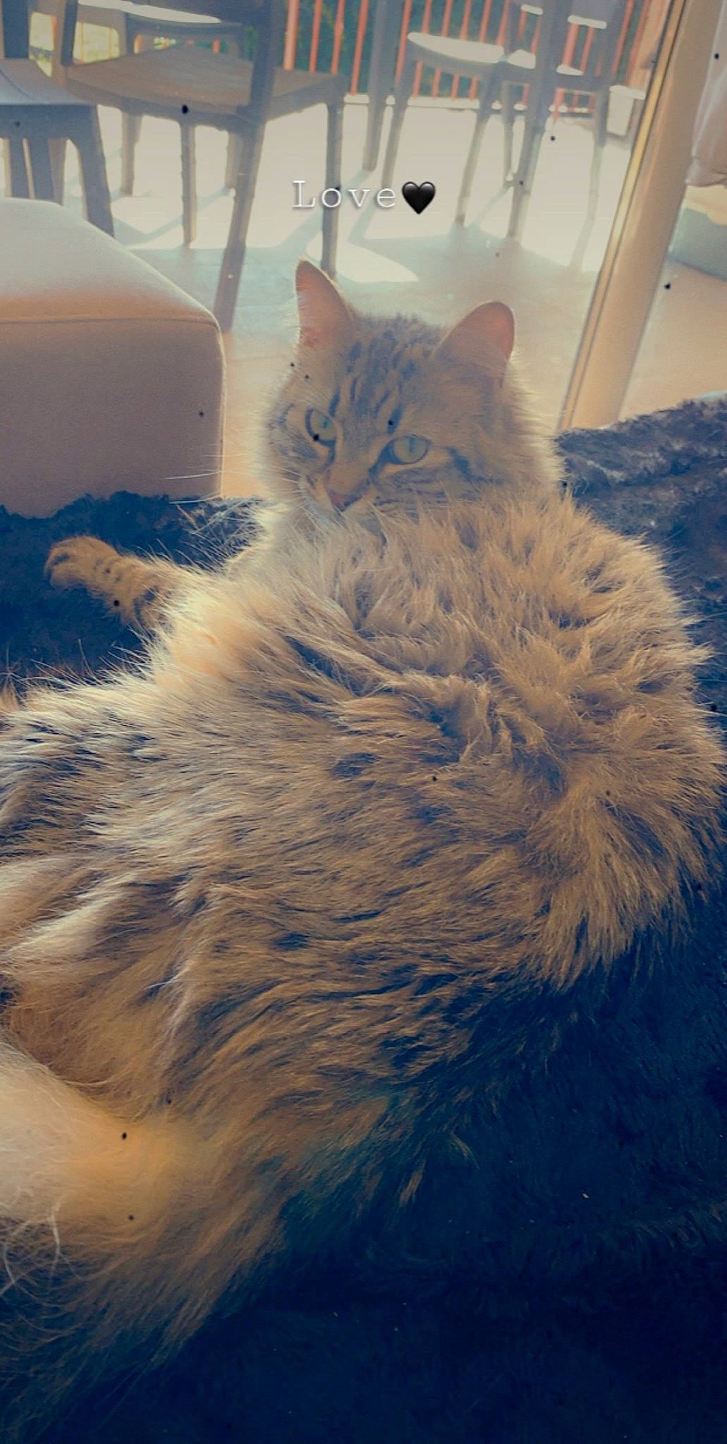 Peste participe au concours pour gagner de l'argent avec cette photo : british_longhair, british_semi_longhair, carnivore, cat, cloud, domestic_long_haired_cat, felidae, fur, kitten, persian, ragamuffin, siberian, sky, small_to_medium_sized_cats, turkish_angora, whiskers
