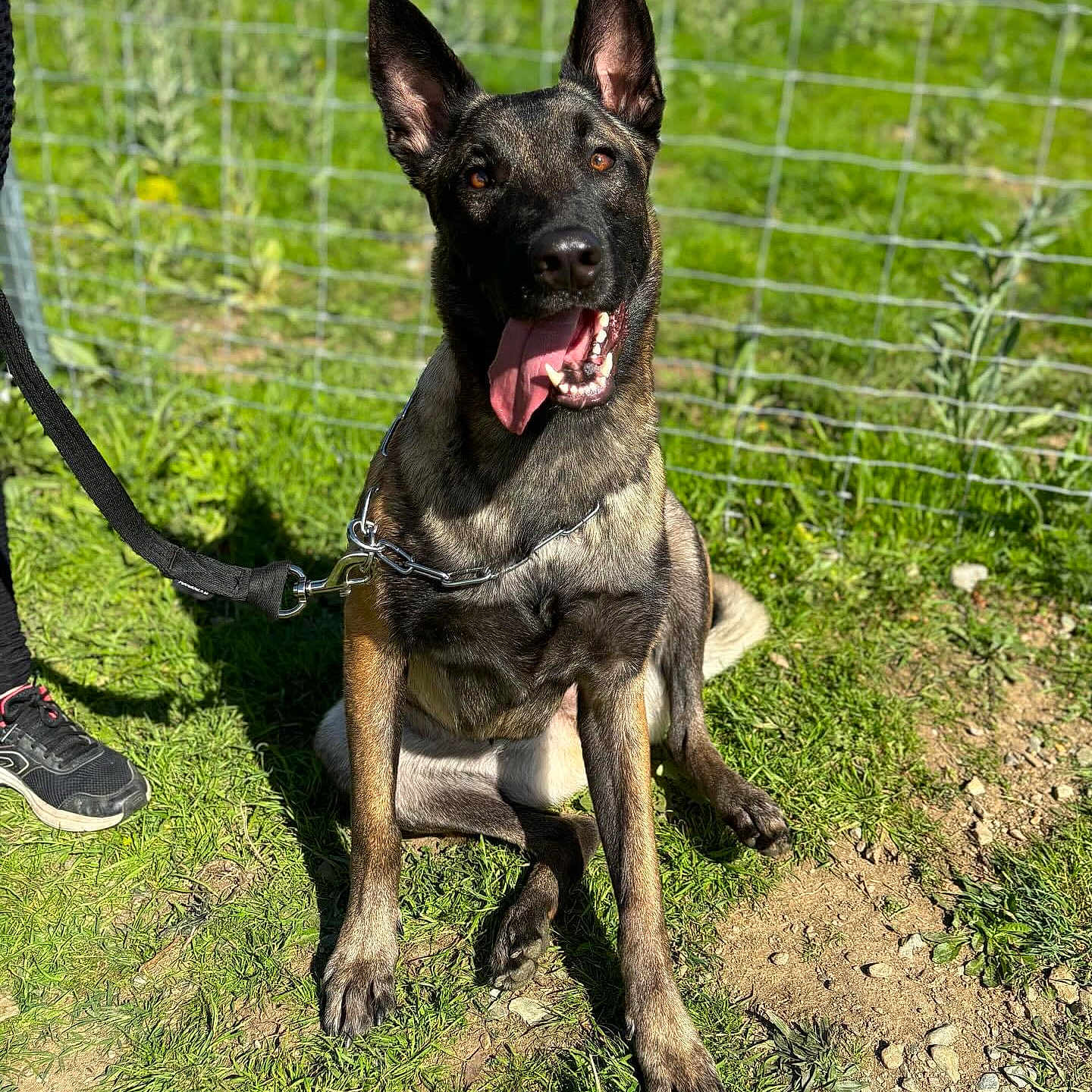 Uxie participe au concours pour gagner de l'argent avec cette photo : accessories, animal, boy, bulldog, canine, child, clothing, dog, footwear, germanshepherd, grass, leash, male, person, pet, plant, policedog, shoe, strap, walkingdog